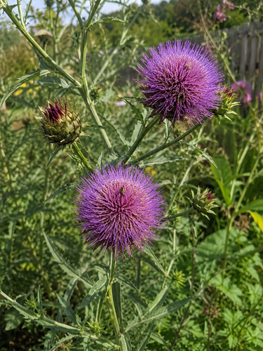 1459l milk thistle - 1459l,