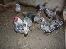 Bruteier Zwerg Wyandotten