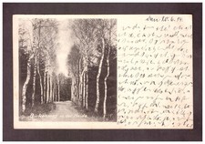 AK Birkenweg in der Heide um