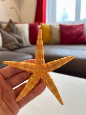 Seesterne, Seestern echt, getrocknete Seesterne, natürliche Seesterne-ca. 9-13cm