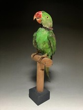 ausgestopfter, echter