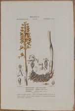 Turpin Epipactis Nidus Avis