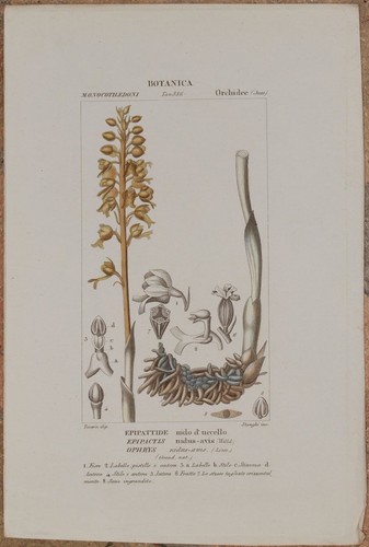 Turpin epipactis nidus - epipactis,