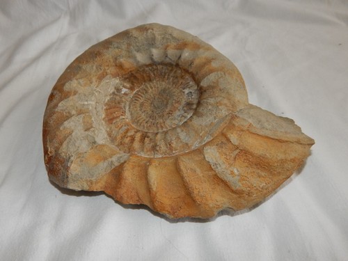 Großer ammonit fossil - ammonit,