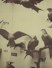 Andrej Rojter Vogel Greifvogel Edition Domberger signiert Lichtdruck 1992 AP