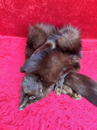 Schöne alte fuchs - fuchs-stola,