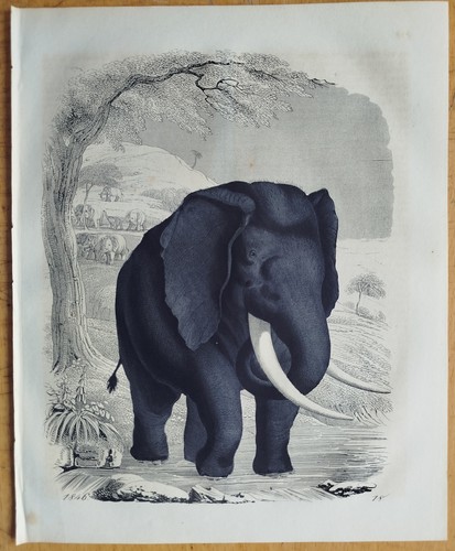 Elefant buch der welt - elefant,