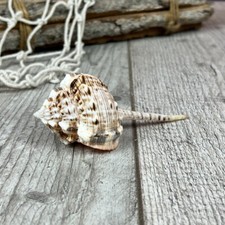 Murex haustellum 10-11 cm