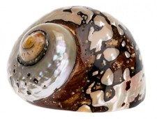 NaDeco Turbo sarmaticus