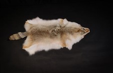 Kanadisches coyotenfell - kanadisches,