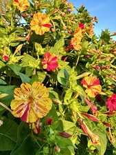 Wunderblume mirabilis mix mit - mix,