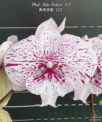 Phalaenopsis miki meteor - phalaenopsis, '121'