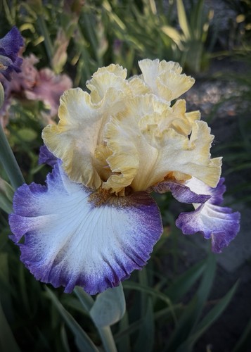 Schwertlilie iris - schwertlilie,, tb,