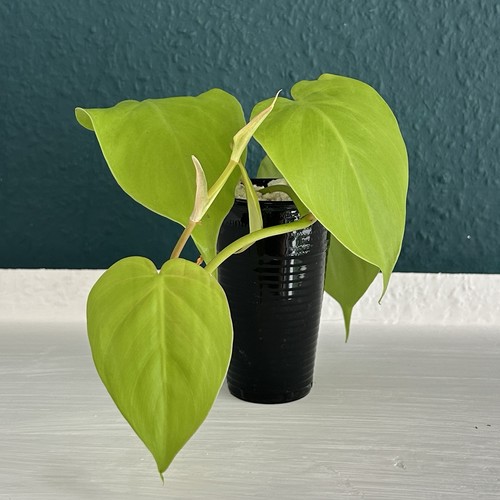 Ableger neon philodendron - ableger,