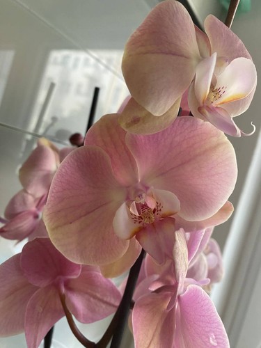 Orchidee palenopsis rome 3 - orchidee,