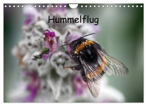 Hummelflug wandkalender 2027 - (wandkalender,