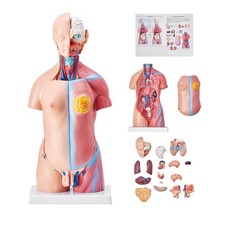 Anatomiemodell Menschlicher