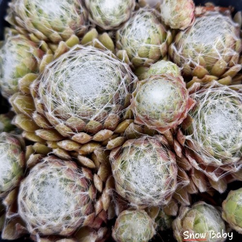Sempervivum snow baby - sempervivum,