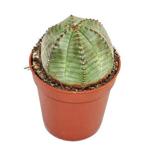 Exotenherz euphorbia obesa - euphorbia,