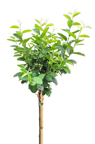 Felsenbirne amelanchier - felsenbirne,