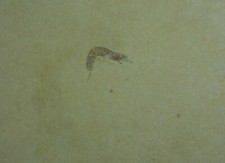 Schwimmkrebs anpräpariert Solnhofen Eichstätt Jura Plattenkalk Jurassic