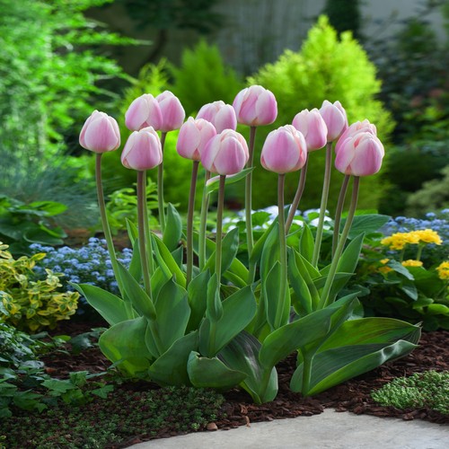 Tulpen blumenzwiebeln zwiebeln - tulpen,