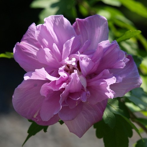 Gartenhibiskus roseneibisch - gartenhibiskus,