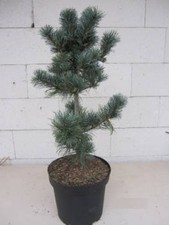 Pinus parviflora Blauer Engel