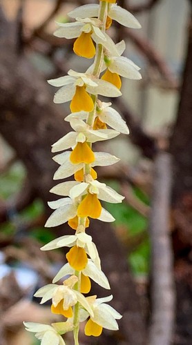 Dendrochillum species - dendrochillum,
