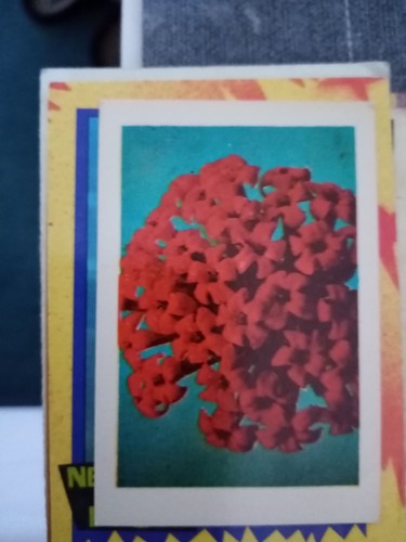 Ca5 trade card - ca5,