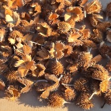 Bucheckern Hülsen 50 Stück Deko Basteln Floristik - Naturprodukt Gute Qualität 