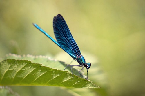 Wandbild dragonfly sitzt - dragonfly,