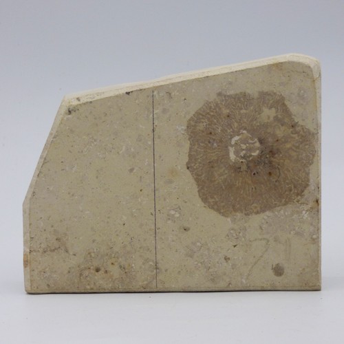 Jura fossil korbschwamm - jura,