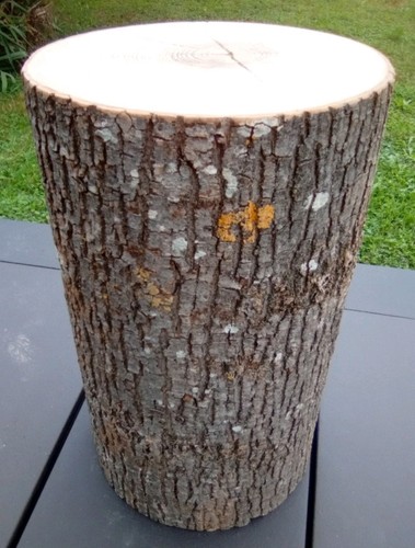 Baumstamm holzstamm - baumstamm,