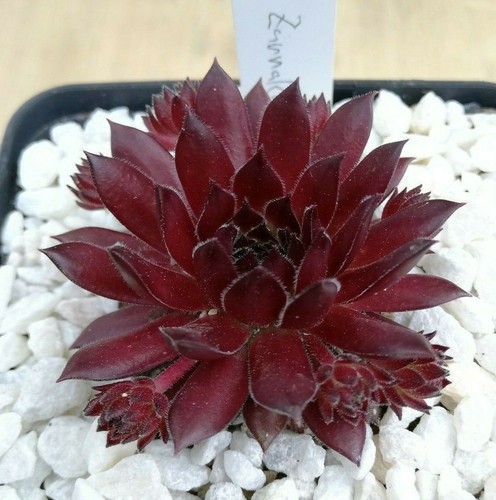 Sempervivum zannalee 2x - "zannalee",