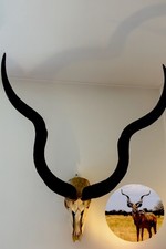Kudu Antilope Schädeltrophäe, lose Hörner, 110cm, Afrika