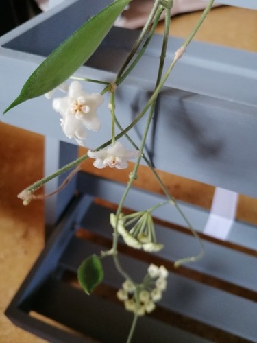 Wunderschöne hoya longifolia - wunderschöne,