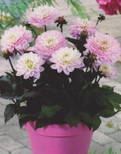 1 Zwerg Dahlie Melody Harmony