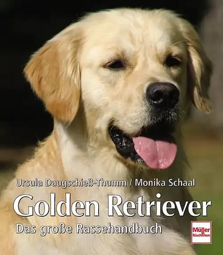 Golden retriever - golden,