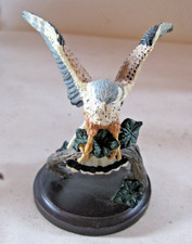 Turmfalke Unsere Schöne