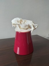 Chinesischer Wasserhirsch Bock