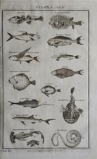 SELTENER GROSSER ANTIKER STICH 1785 - FISCHE : POGGE, HAIE, SEESCHLANGE, SÄGEFISCH