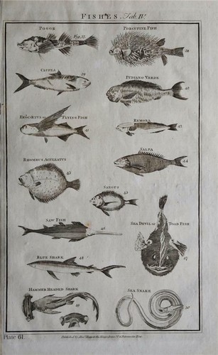 Seltener grosser antiker stich - grosser,