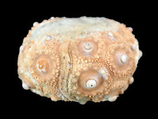 Malm  Plegiocidaris cervicalis   Seeigel  Belegstück  Friesener Warte  W105-1