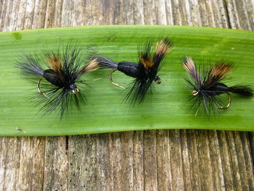 Black humpy - 4,