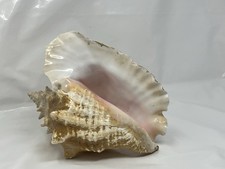 Große queen conch einsiedler - große,