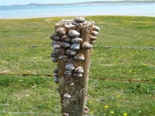 Foto 6x4 Schneckenpost