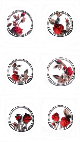 Auswahl rose button - rose,