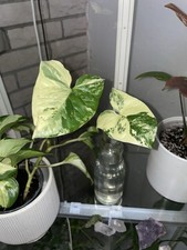 Syngonium Albo Variegata Kopfsteckling 