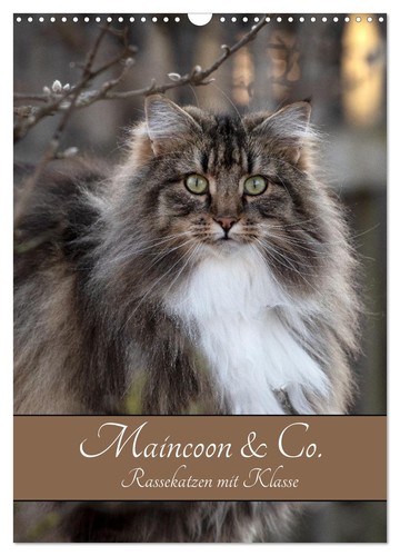 Maincoon rassekatzen - &, co.